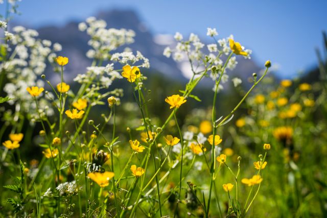 Immagine: Appartamenti in Alta Badia