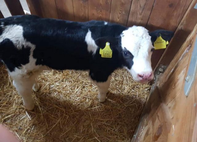 Immagini: Farm Chalet Jusciara