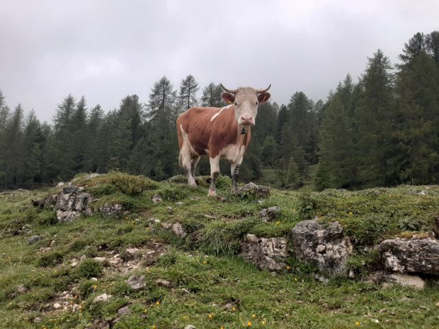 Immagini: Farm Chalet Jusciara