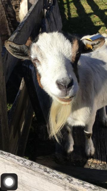 Immagini: Farm Chalet Jusciara